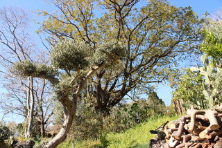 Querce sant Anna